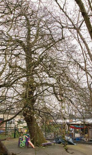 Image courtesy of Knaphill Tree Action Group Knaphill Tree